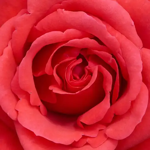 Roșu - Trandafiri - Jive ™ - 